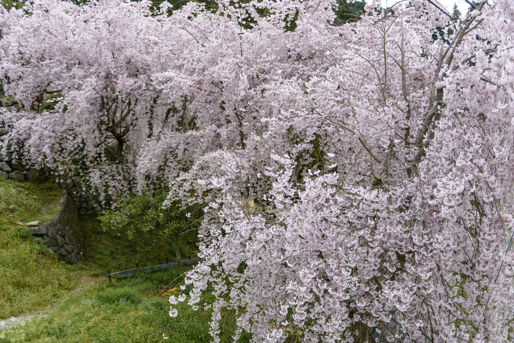 Gorgeous spring