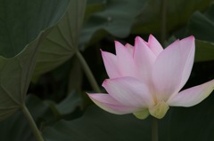 A Lotus in shadow