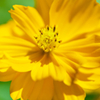Cosmos sulphureus