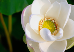 Lotus 1