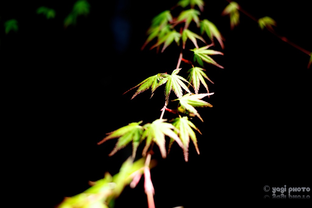 卯月明緑もみじ