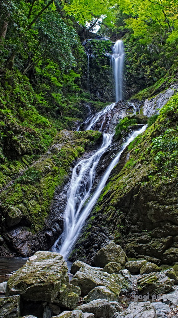 Amagoi fall