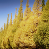 Yellow Avenue