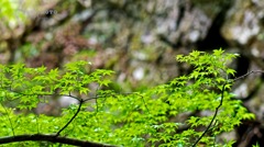 新緑もみじ