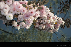 Double flowering cherry blossoms