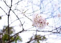 2013年の初桜