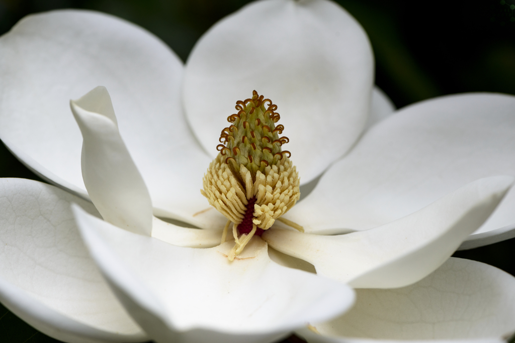 Big white flower