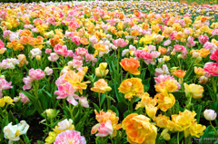 Tulips with Rain drops 