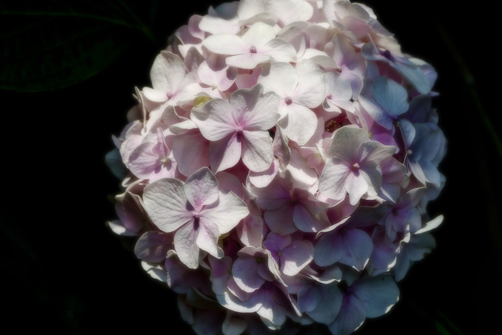 Rain flower blooms under the sunlight