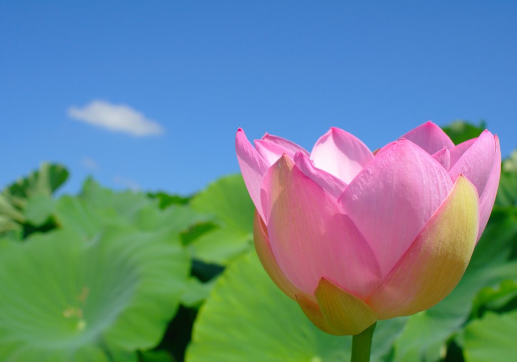 Lotus 11