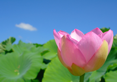 Lotus 11
