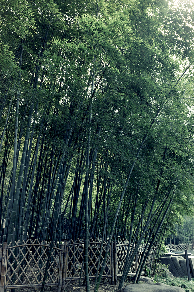 Bamboo garden