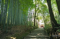 竹林の向こう