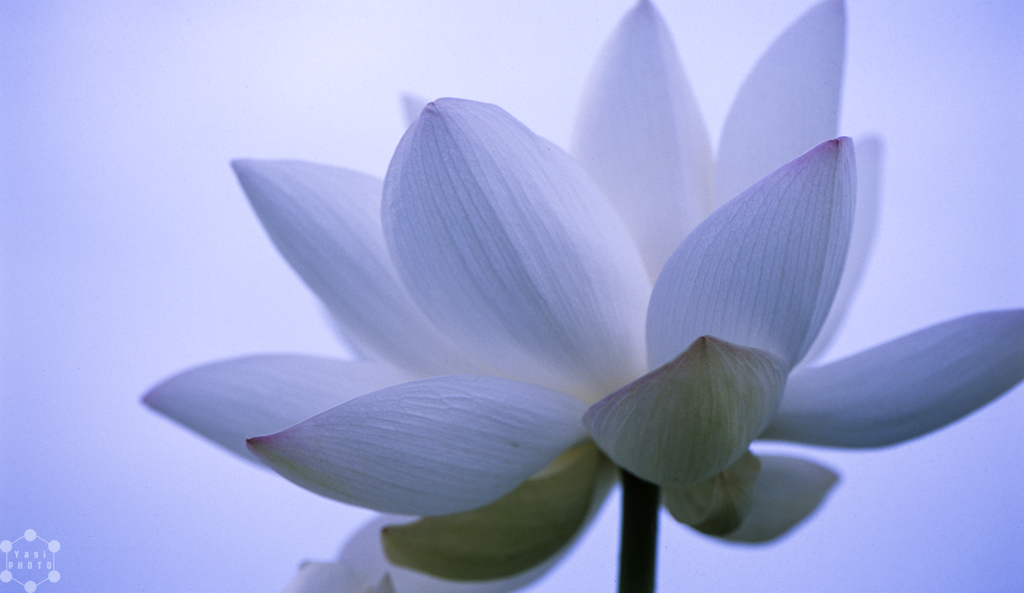 Lotus on early morning