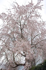 SAKURA 2
