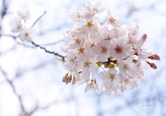海帰りの桜
