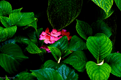 A Red among Greens