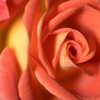 Autumn Roses