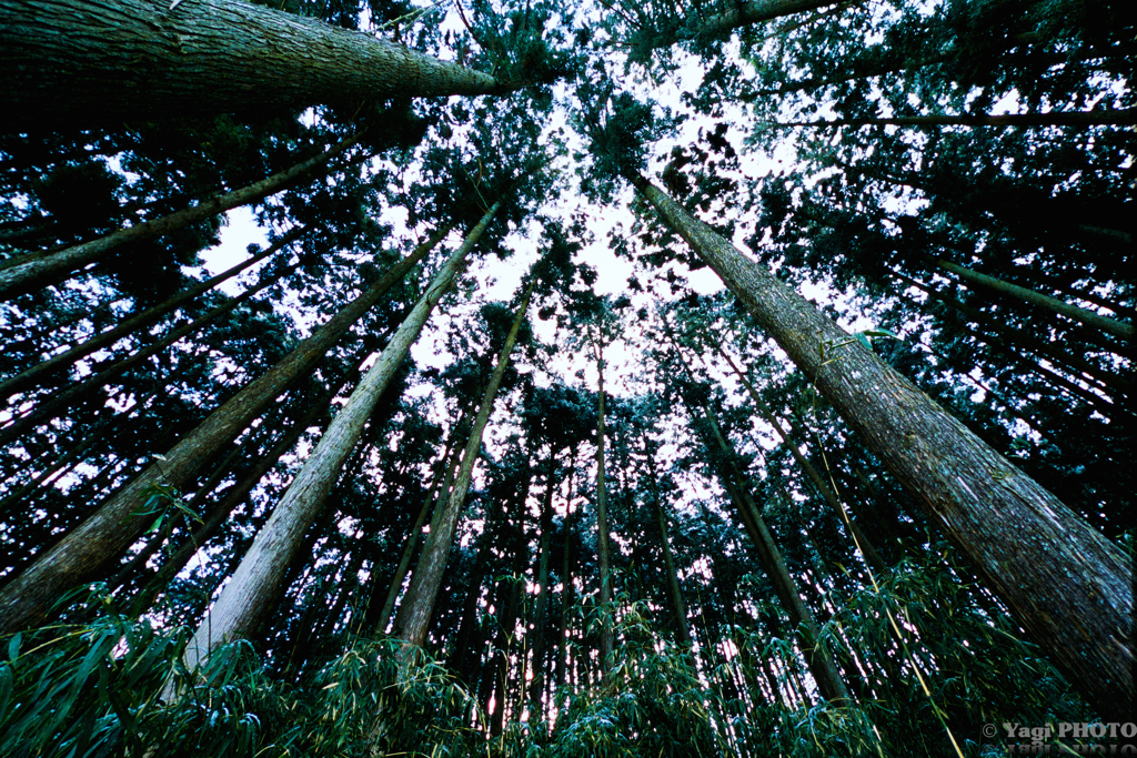 In winter forest