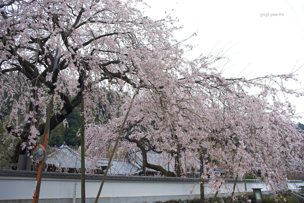 SAKURA 3