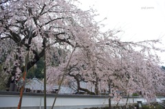 SAKURA 3