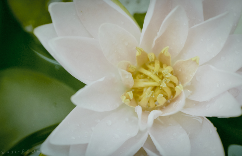 A Waterlily in the morning