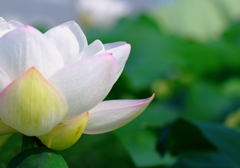 Lotus 2