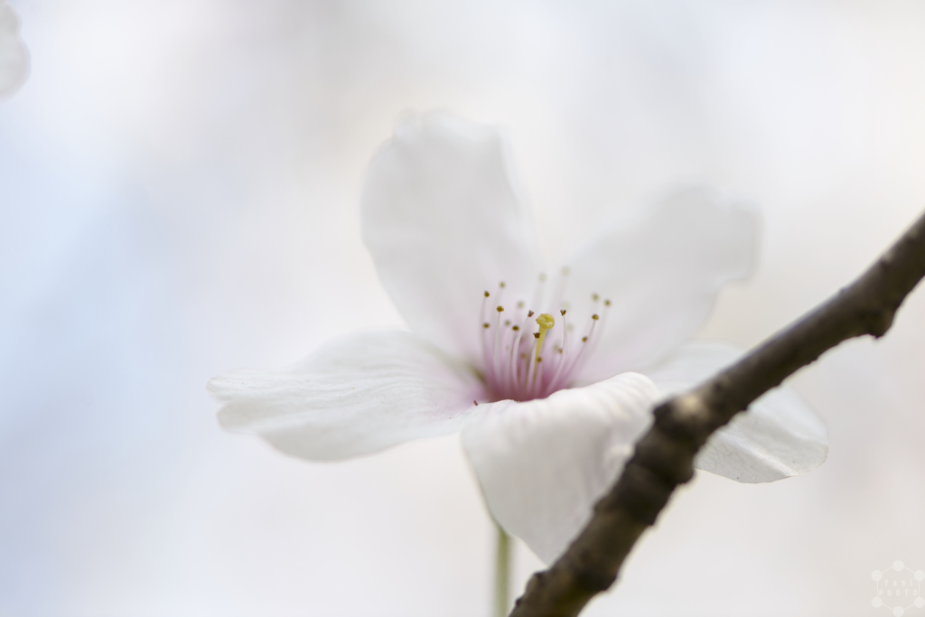 Resting SAKURA