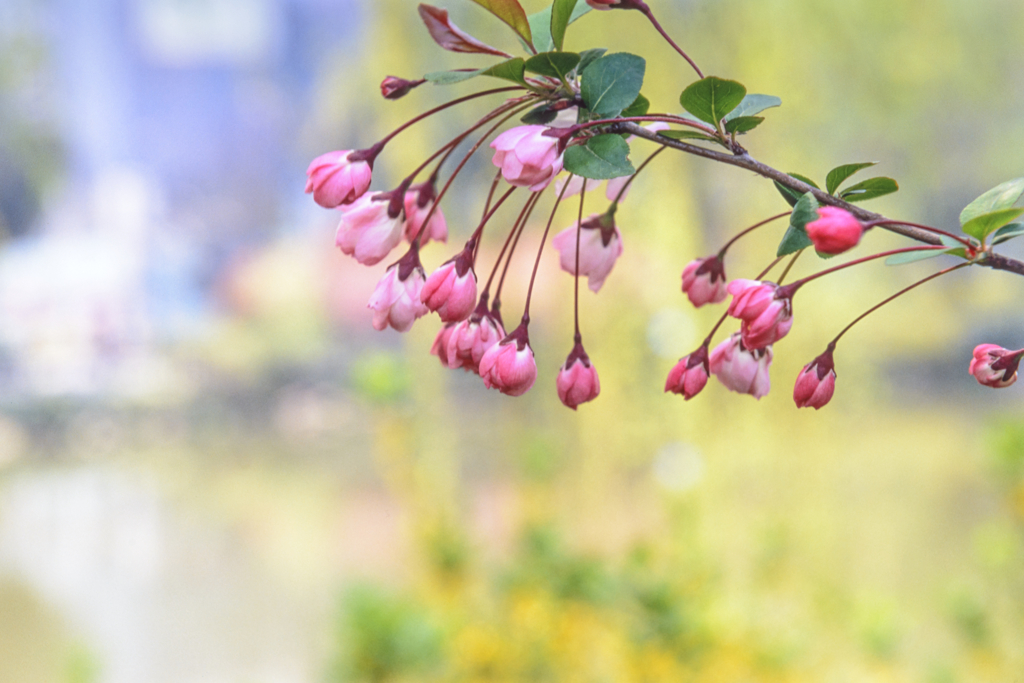 Ready for blooming