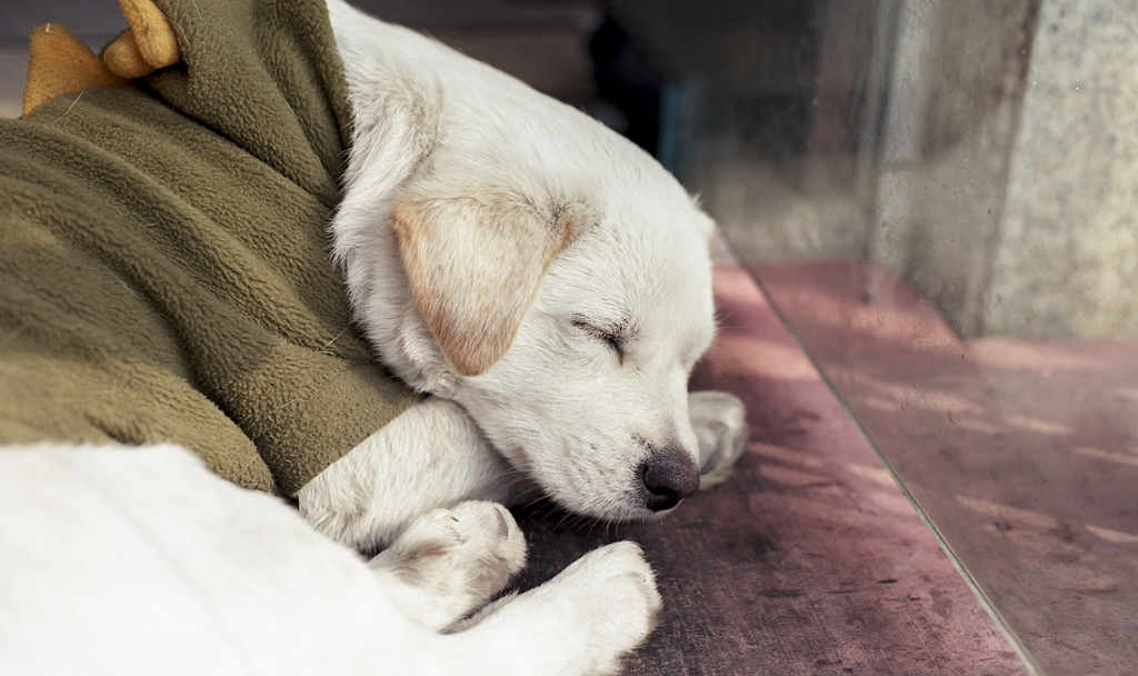 Sleeping puppy