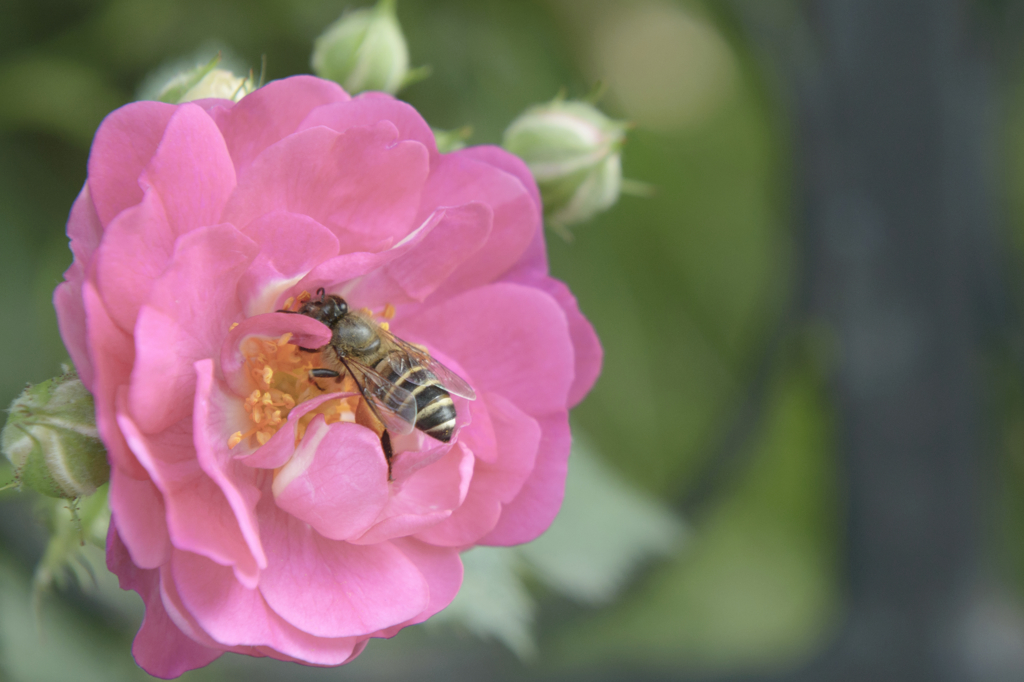 Working bee