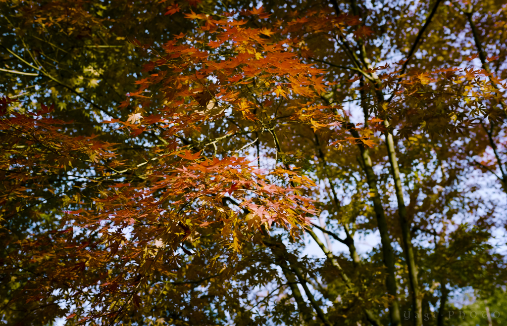 Lighten red leaves