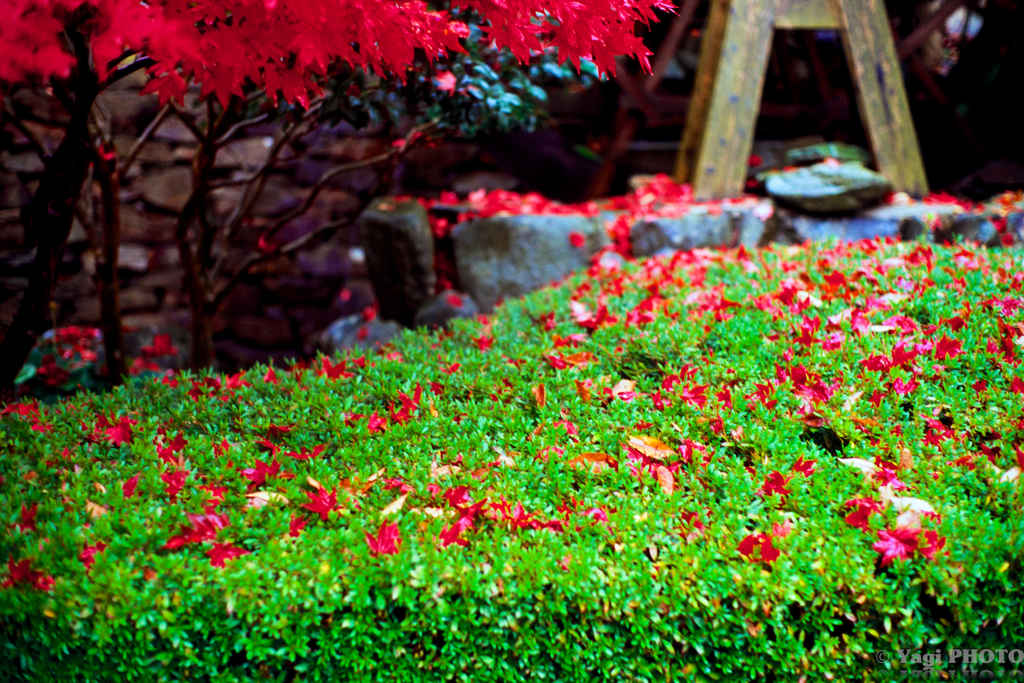 Autumn in Tokushima