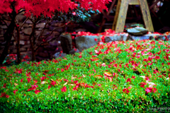 Autumn in Tokushima