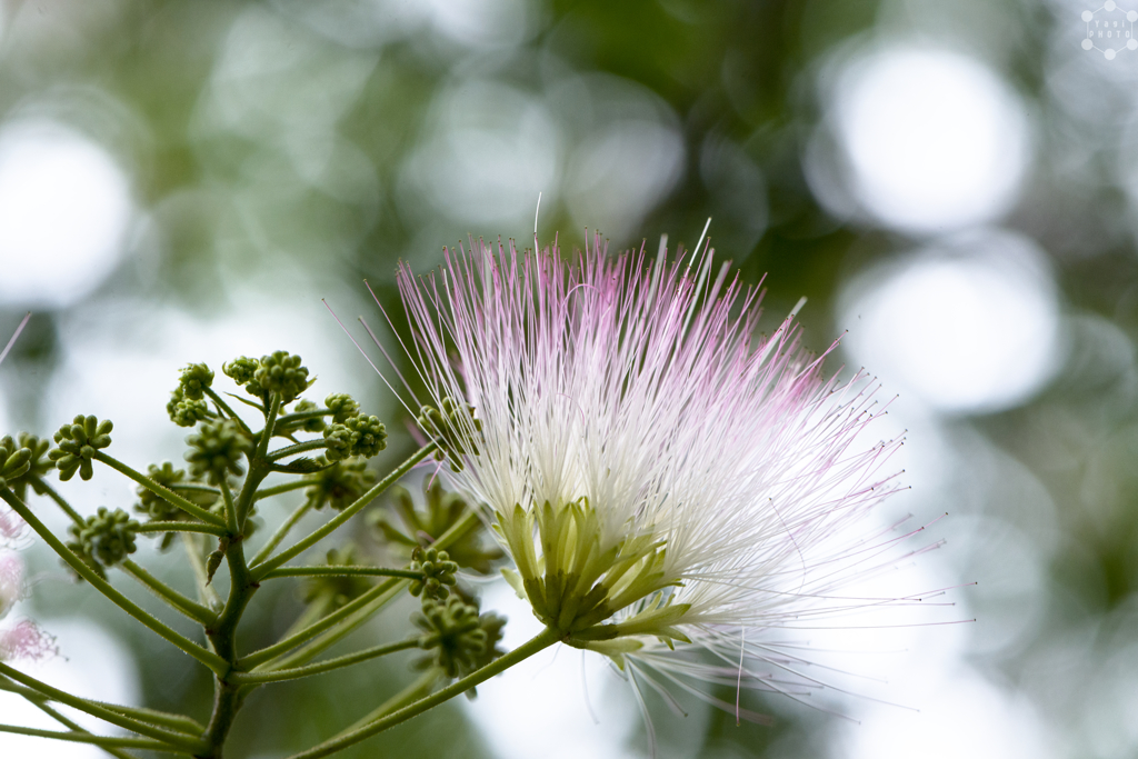 The flower of joy