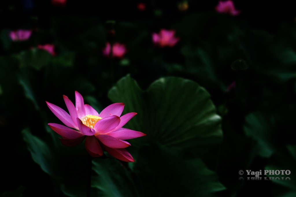 Sumｍer gleams