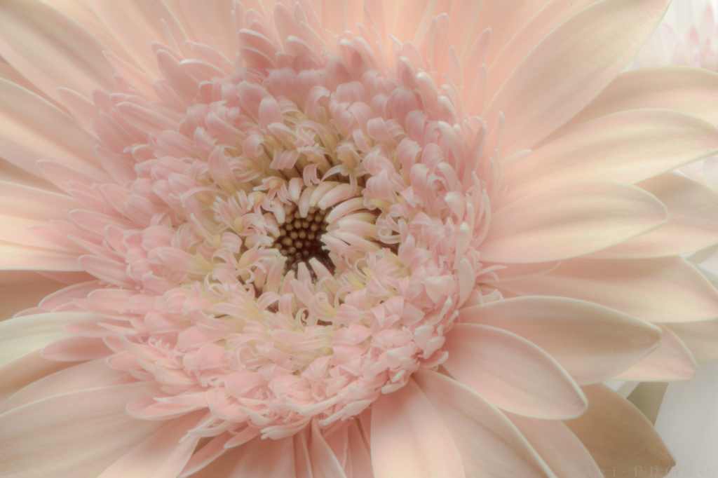 Gerbera