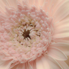 Gerbera