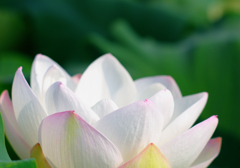 Lotus 3