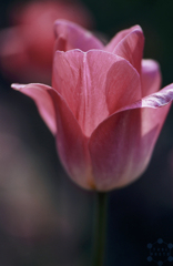 Blooming under spring sunlight