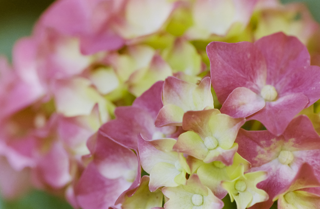 Red Hydrangea