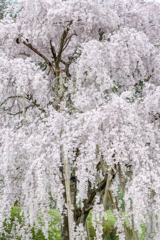 Sakura Fall