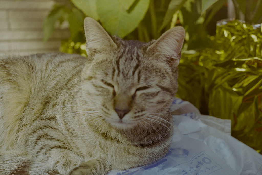 Half asleeping