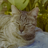 Half asleeping