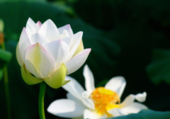 Lotus 7