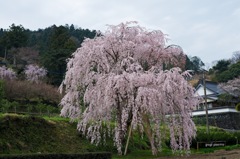 SAKURA 5