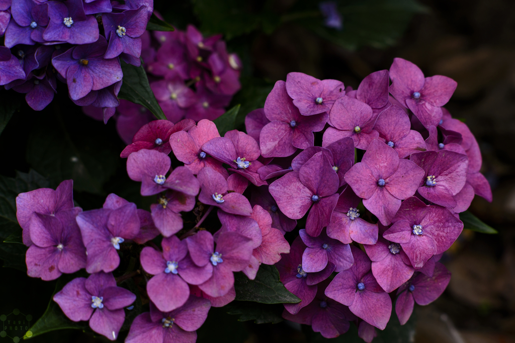 Vivid pink in rainy season