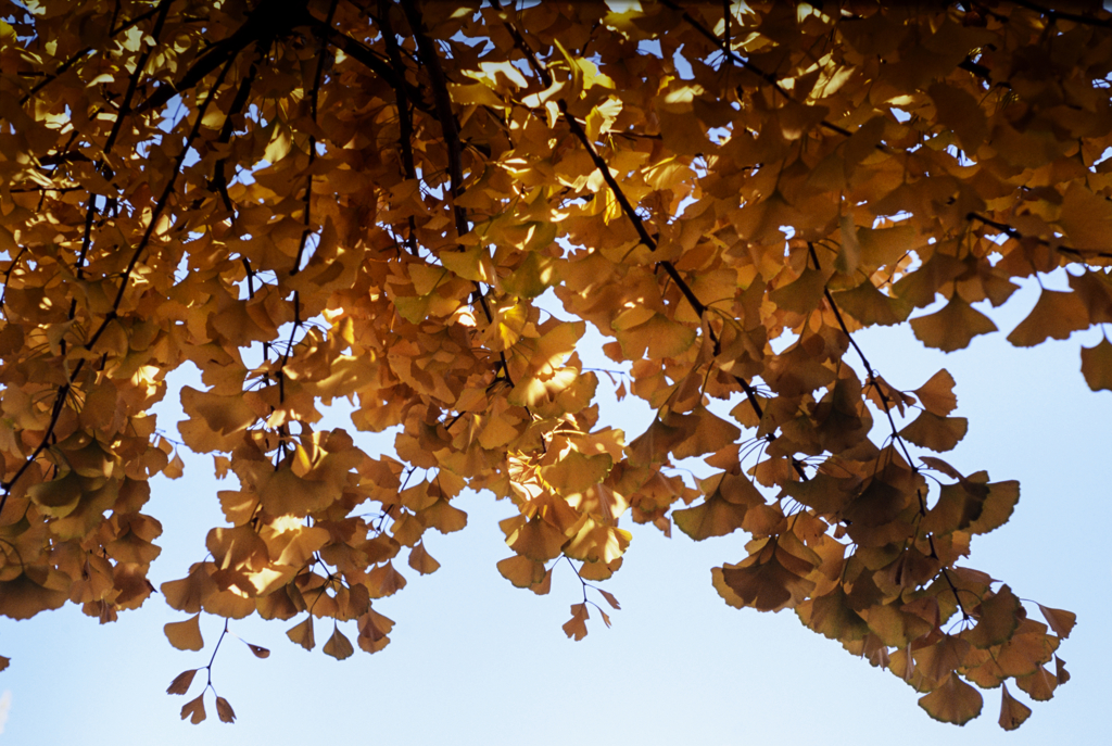 Lighten Yellow Leaves