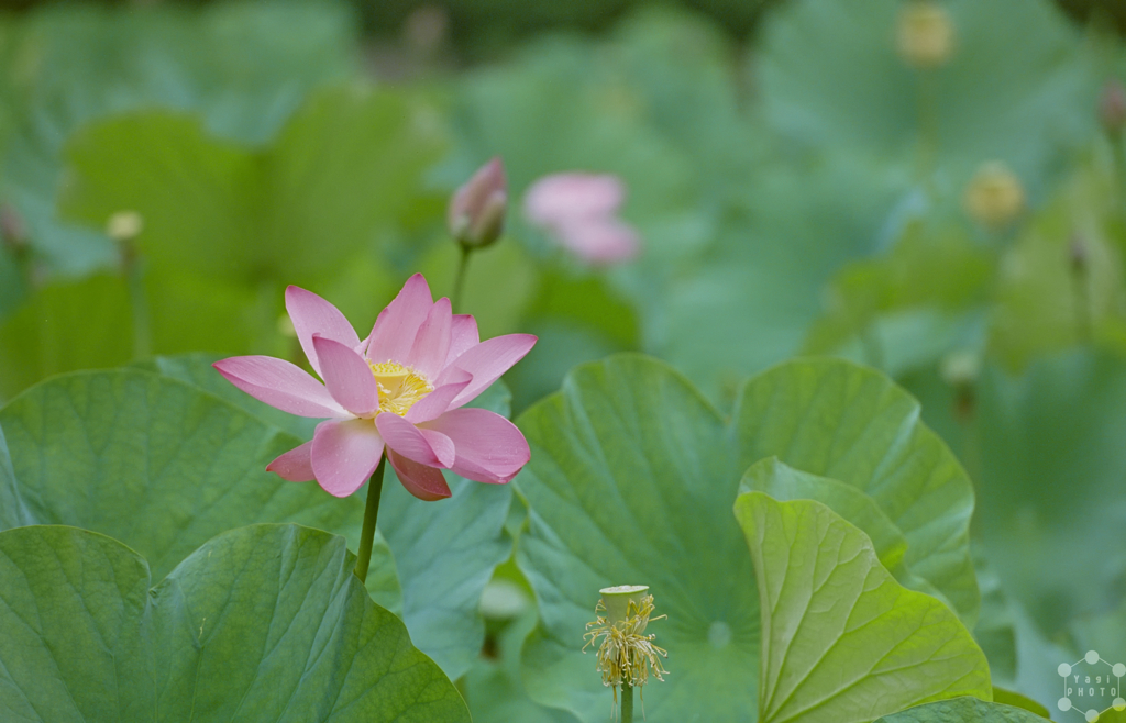 Memorize the lotus in last summer