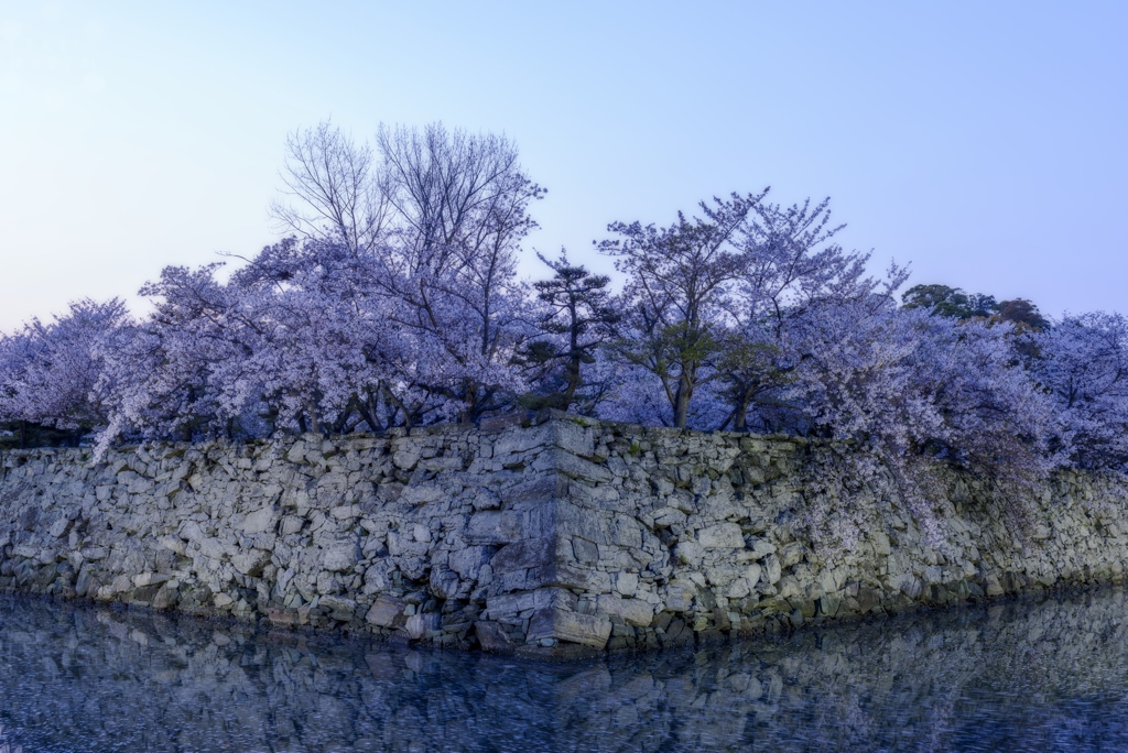 Sakura on dawn time